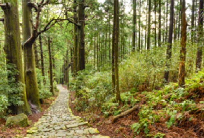 熊野古道の参詣道環境保全活動